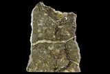Ammonite (Promicroceras) Cluster - One Side Polished #129287-1